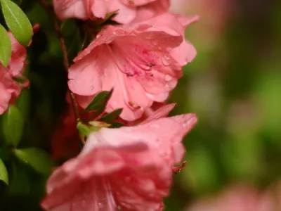 Pink flowers and green leaves in Trinity Churchyard