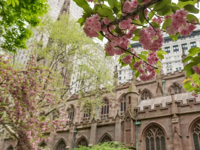View of Trinity Church from the Churchyard, through cherry blossoms