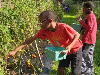 Boys picking Retreat Center tomatoes