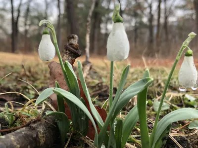 Spring Flowers