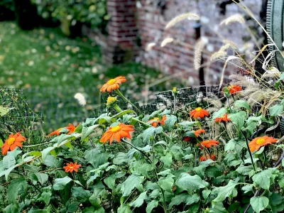 Daisies in the yard.