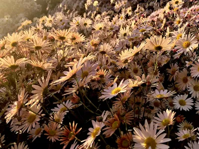 Daisies 