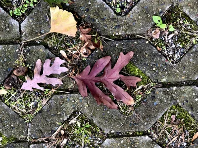 Fallen leaves on the ground