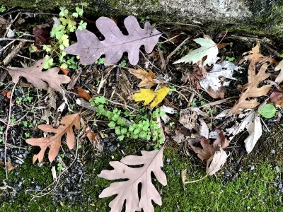 Fallen leaves on the ground.