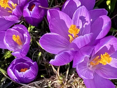 Signs of spring: a close-up of several bright purple crocuses in sunlight