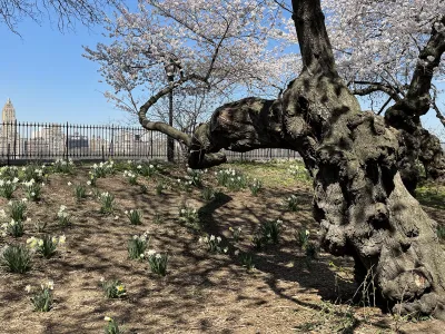 A tree with white blossoms bends over a small hill covered in a cluster of white and yellow daffodils along the edge of the reservoir in Central Park