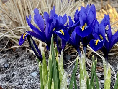 A group of vividly violet irises against a background of faded brown plants, yet to come back to life