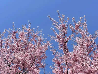 The top of a blossoming pink tree against a vibrant blue sky