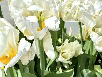 Wilting white tulips with golden yellow centers and green stems in the bright sunshine