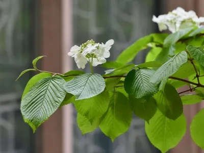 White flowers starting to bloom on a branch with bright green leaves, with Trinity Church in the background