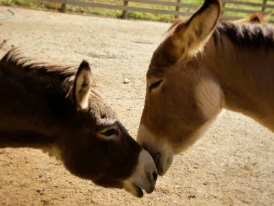 Two donkeys touch noses