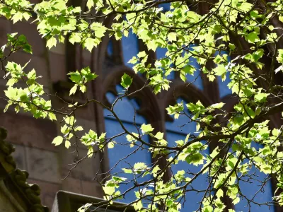 Sunlight shines through the green leaves of a tree in Trinity churchyard as Trinity Church stands in the background