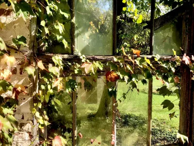 Vines crawl up on old window bathed in warm fall sunlight, reflecting the grass and trees beyond