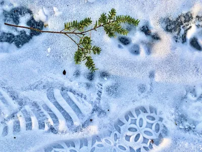 An evergreen twig sits atop shoe prints in the glistening snow