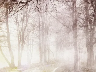 Scene of a forest path bathed in misty light