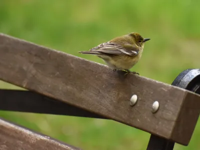 A bird perches on a bench in Trinity Churchyard against a backdrop of green springtime grass