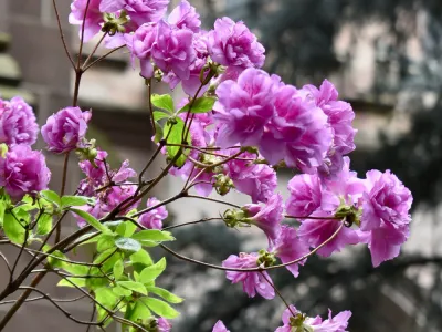 Springtime flowers in Trinity Churchyard