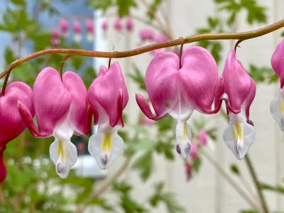 Pink heart-shaped flowers hang on a branch