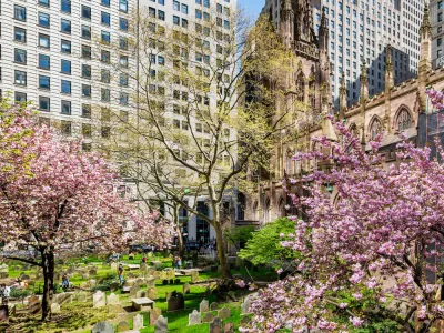 cherry blossoms bloom in Trinity Churchyard