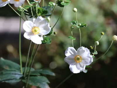 White flowers against a backdrop of deep green foliage in an autumnal Trinity Churchyard