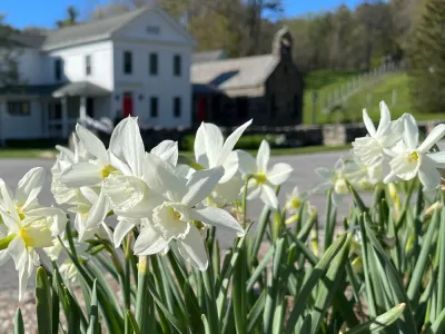 Easter Daffodils at the Trinity Retreat Center