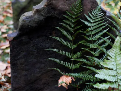 A fern grows in front of a tombstone in an autumnal Trinity Churchyard