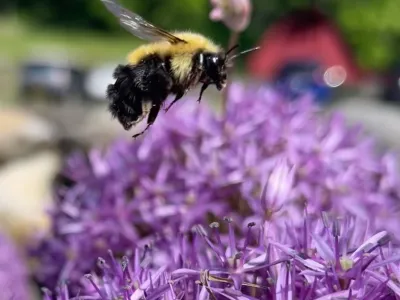 Bumblebee and purple flowers