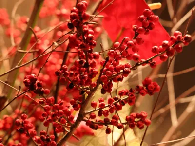 Bright red berries in a floral arrangement in Trinity Church