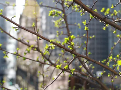 New leaves sprouting on a branch, with a sun-lit and out-of-focus Trinity Church in the background