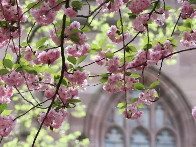 Cherry blossoms blooming in the spring in Trinity churchyard