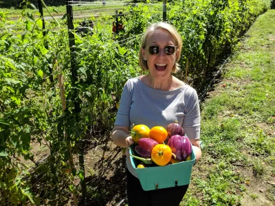 Harvesting vegetables