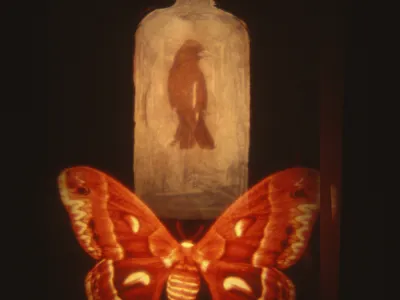 Projected image of a butterfly and a bird inside a bottle, from Ann McCoy's Conversations with Angels