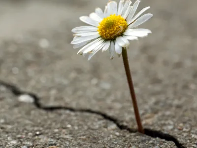 A small daisy grows through a crack in the pavement