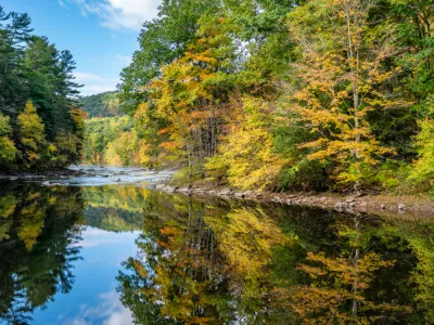 Trees by the river