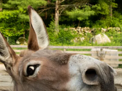 Head of a donkey