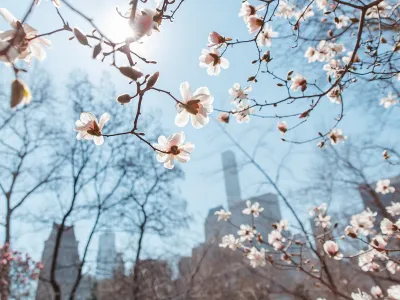 flowers in the spring