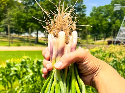Scallions in a hand