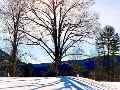 A tree in the winter