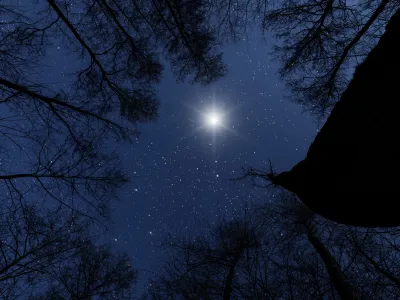 Looking up from dark woods into a starlit night sky, with a singular bright star shining in the middle