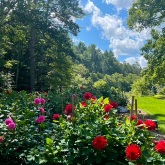 Flowers and trees