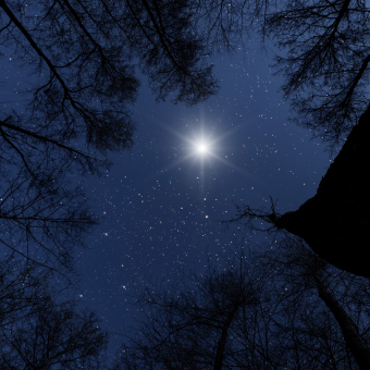 Looking up from dark woods into a starlit night sky, with a singular bright star shining in the middle