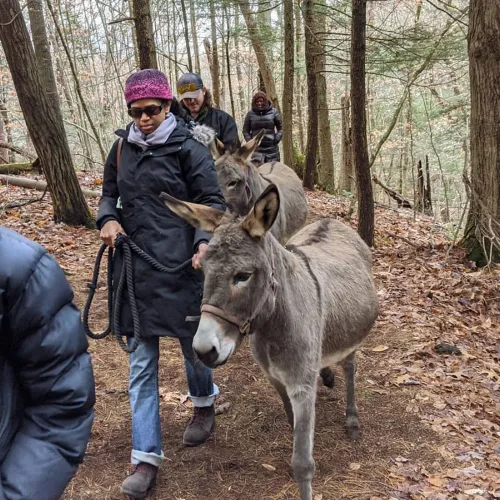 Woman leads a donkey on a hike through Trinity Forest