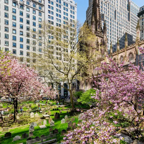 cherry blossoms bloom in Trinity Churchyard