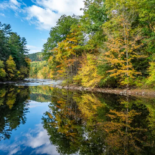 Trees by the river