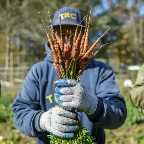 carrots from the field 